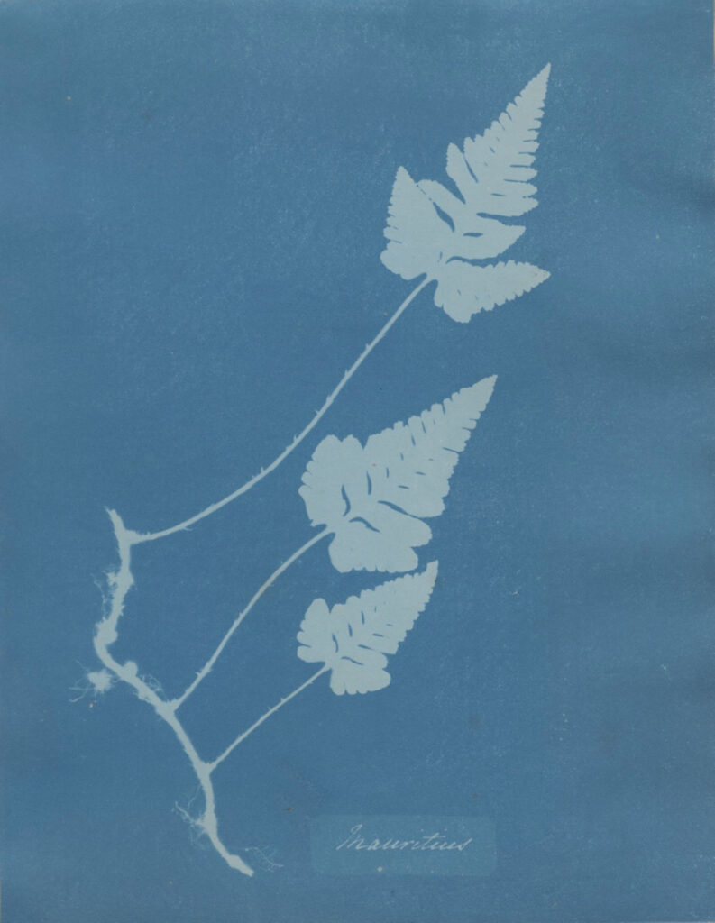 blue photogram of a leaf.