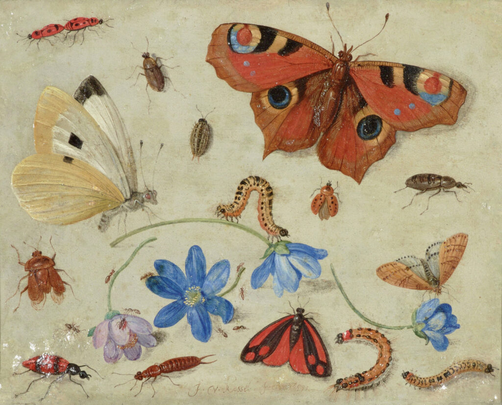 Butterflies, Caterpillars, Other Insects, and Flowers