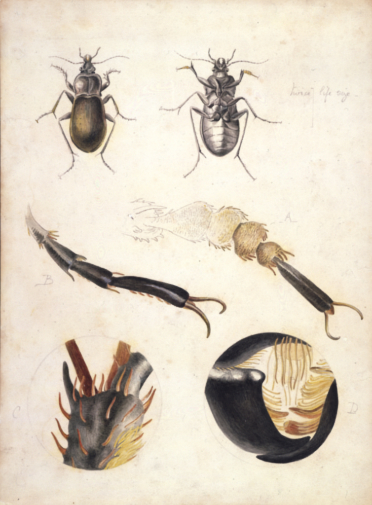 Magnified studies of a ground beetle (Carabus nemoralis), August 1887